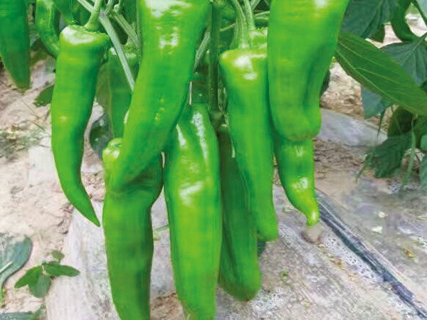 牛椒 超級(jí)椒霸.jpg